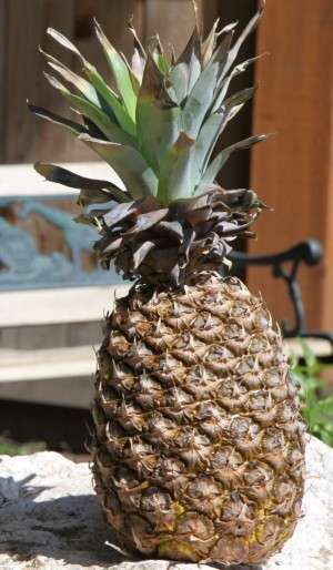 Put out the Pineapple